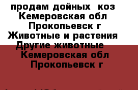 продам дойных  коз - Кемеровская обл., Прокопьевск г. Животные и растения » Другие животные   . Кемеровская обл.,Прокопьевск г.